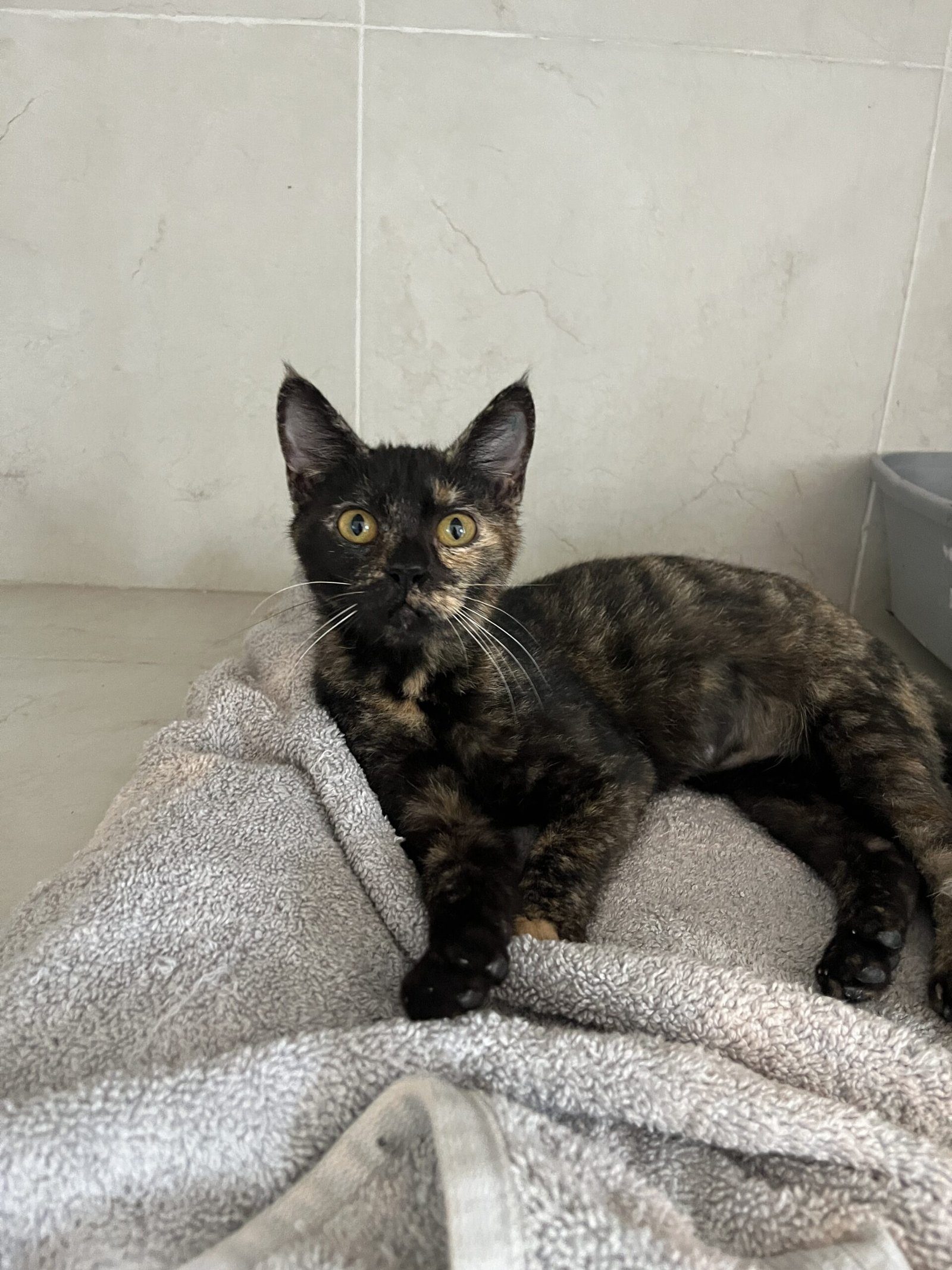 Fundraising for animals