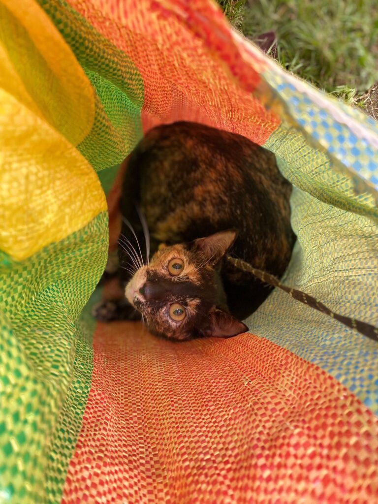 Supporting animal welfare