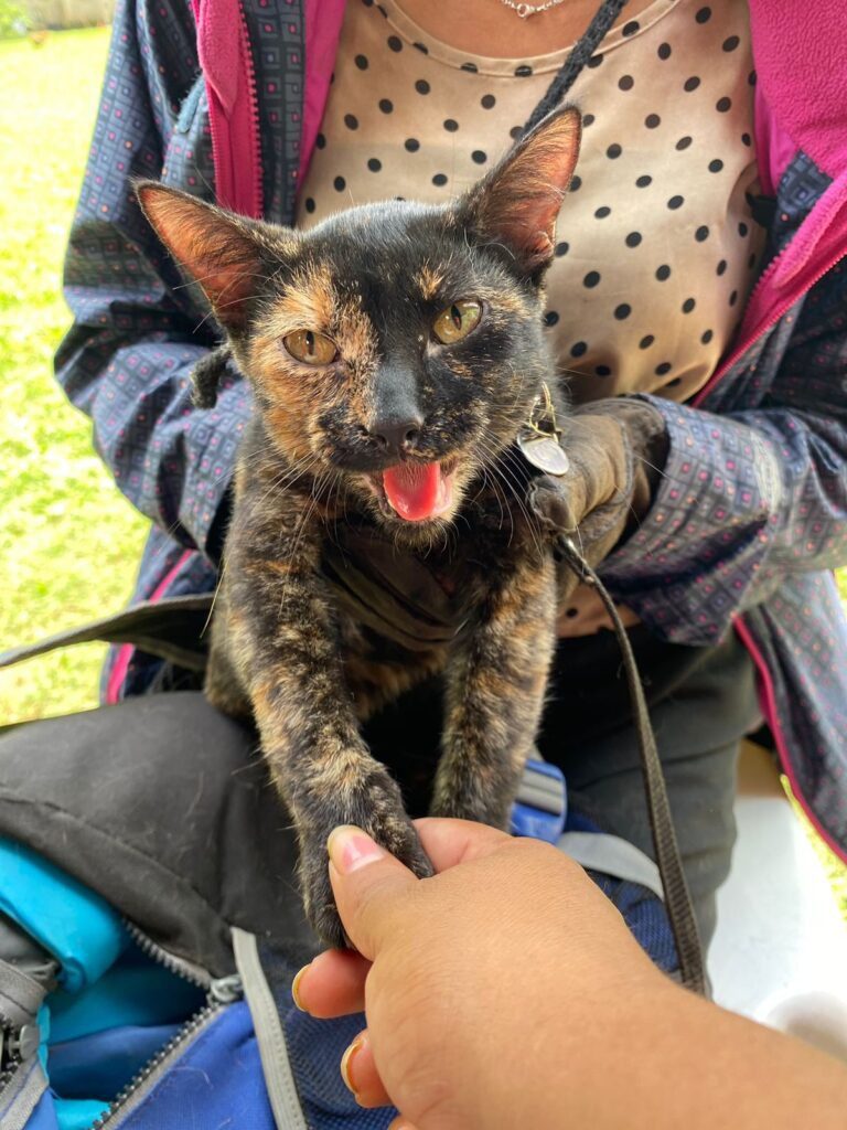 Heartwarming Gallery of Rescued Pets