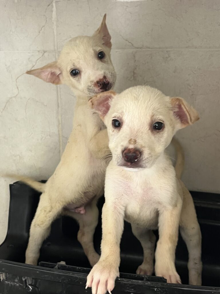 puppies spay and neutering