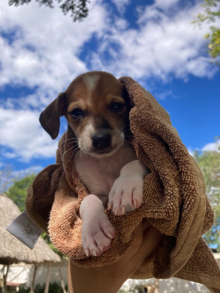 saving homeless puppies