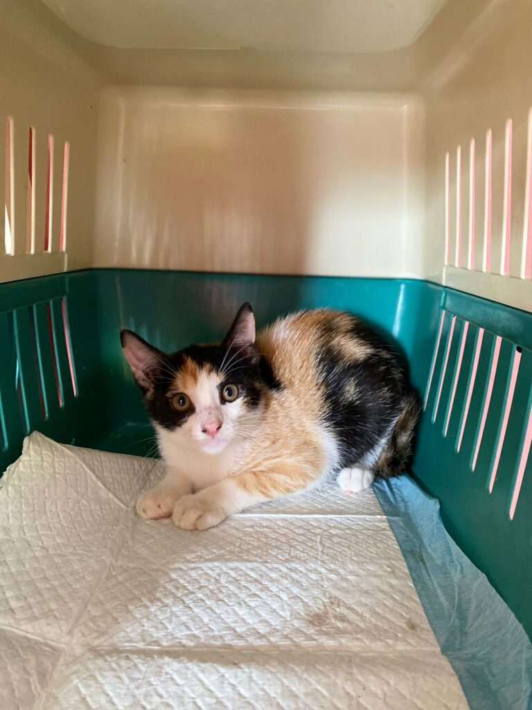 IMG-20240109-WA0028 (1)