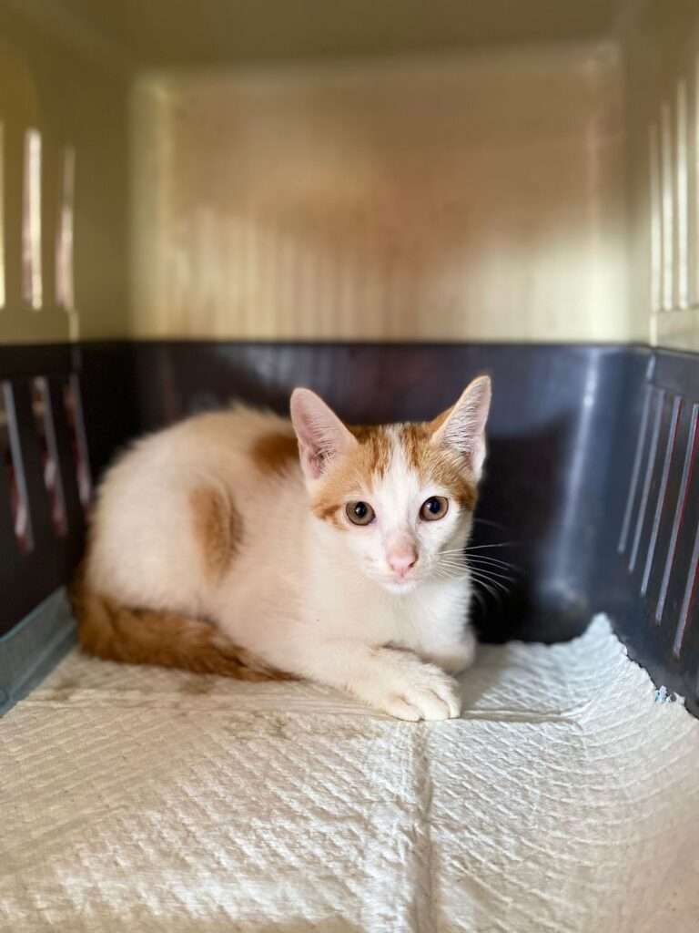 IMG-20240109-WA0029 (1)